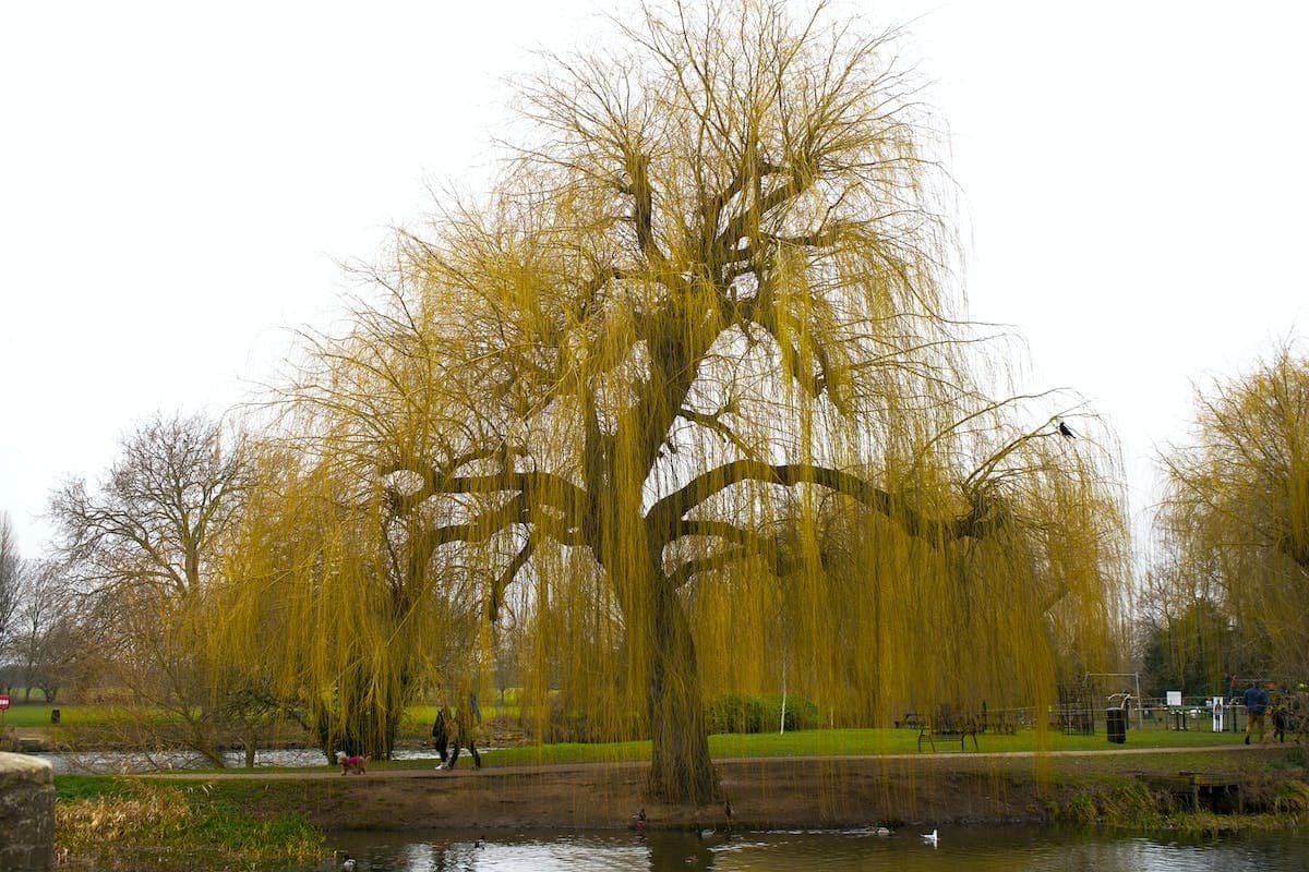 Guide complet pour tailler efficacement le saule crevette